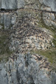 Thick-Billed Murres (Brünnich's Guillemot)