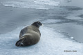 Bearded Seal