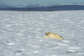 Polar Bear Resting on Iceberg