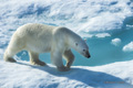 Polar Bear on Baffin Bay Ice