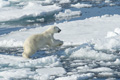 Polar Bear on Baffin Bay Ice