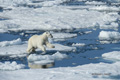 Polar Bear on Baffin Bay Ice