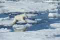 Polar Bear on Baffin Bay Ice