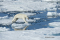 Polar Bear on Baffin Bay Ice