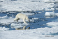 Polar Bear on Baffin Bay Ice