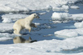 Polar Bear on Baffin Bay Ice