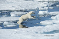 Polar Bear on Baffin Bay Ice