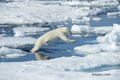 Polar Bear on Baffin Bay Ice