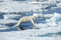 Polar Bear on Baffin Bay Ice