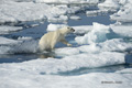 Polar Bear on Baffin Bay Ice