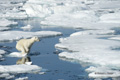 Polar Bear on Baffin Bay Ice