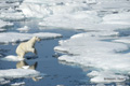 Polar Bear on Baffin Bay Ice