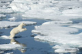 Polar Bear on Baffin Bay Ice