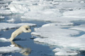 Polar Bear on Baffin Bay Ice