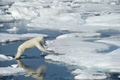 Polar Bear on Baffin Bay Ice