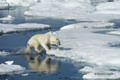 Polar Bear on Baffin Bay Ice