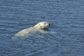 Swimming Polar Bear