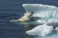 Swimming Polar Bear