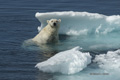 Swimming Polar Bear