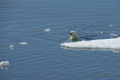 Swimming Polar Bear