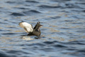 Black Guillemot with Fish