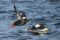 Black Guillemot with Fish