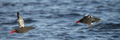 Black Guillemot with Fish