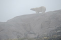 Polar Bear in the Fog