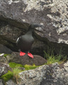 Black Guillemot