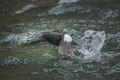 Black Guillemot