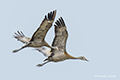 Sandhill Cranes