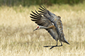 Sandhill Crane