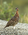 Willow Ptarmigan