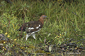 Willow Ptarmigan