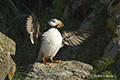 Horned Puffin