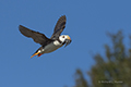 Horned Puffin with Fish