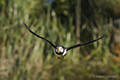 Horned Puffin in Flight