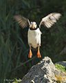 Horned Puffin