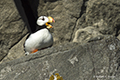 Horned Puffin