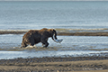 Coastal Brown Bear Fishing