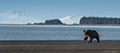 Coastal Brown Bear on Beach