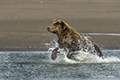 Coastal Brown Bear Fishing