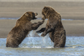 Coastal Brown Bears Sparring