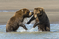 Coastal Brown Bears Sparring