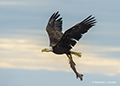 Bald Eagle with Salmon