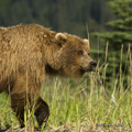 Alaskan Coastal Brown Bear