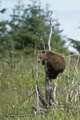 Alaskan Coastal Brown Bear Cub in Tree