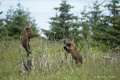 Alaskan Coastal Brown Bear Cubs Climbing Trees