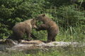 Alaskan Coastal Brown Bear Cubs Playing on a Log