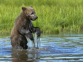 Alaskan Coastal Brown Bear Playing in a Pond